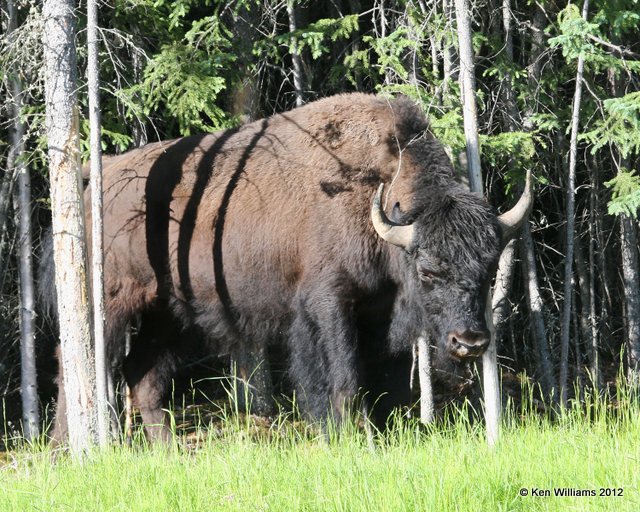 Woods Buffalo bull, W of Jasper, 7-5-12, Ja_5781.jpg