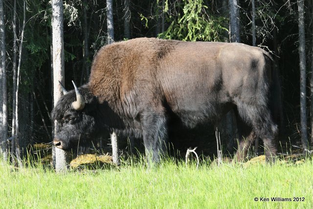 Woods Buffalo bull, W of Jasper, 7-5-12, Ja_5810.jpg