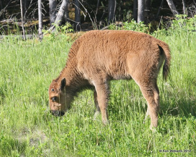 Woods Buffalo calf, W of Jasper, BC, 7-5-12, Ja_5793.jpg