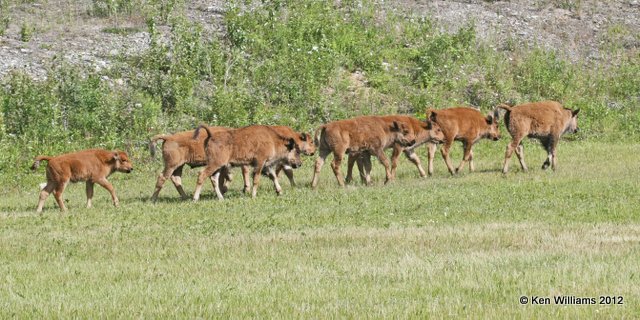 Woods Buffalo calves, W of Jasper, BC, 7-5-12, Ja2_5887.jpg