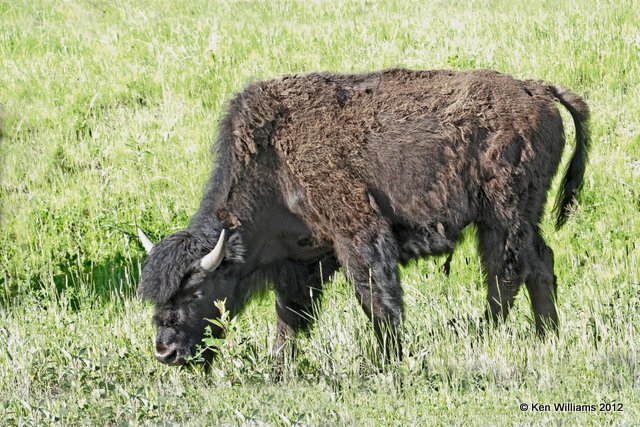 Woods Buffalo cow, W of Jasper, BC, 7-5-12, Ja2_5796.jpg