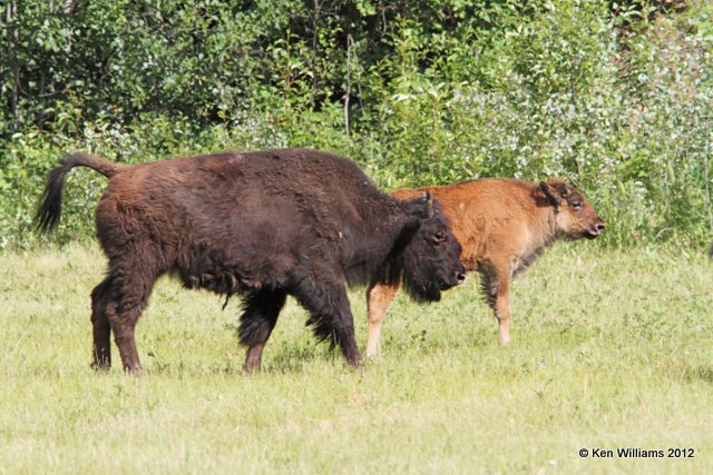 Woods Buffalo yearling & calf, W. Toad River, BC, 7-2-12, Ja2_13046.jpg