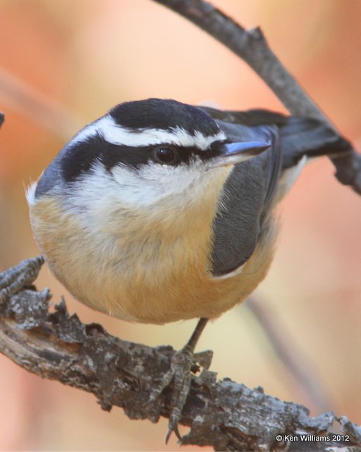 Red-breasted Nuthatch, Walnut SP, Kestone Lake, OK, 11-5-12, Ja2_053.jpg