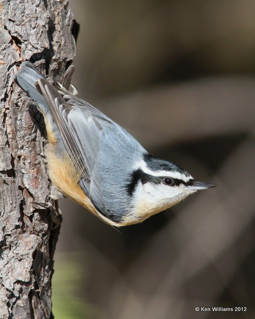 Red-breasted Nuthatch, Walnut SP, Kestone Lake, OK, 11-5-12, Ja_036.jpg