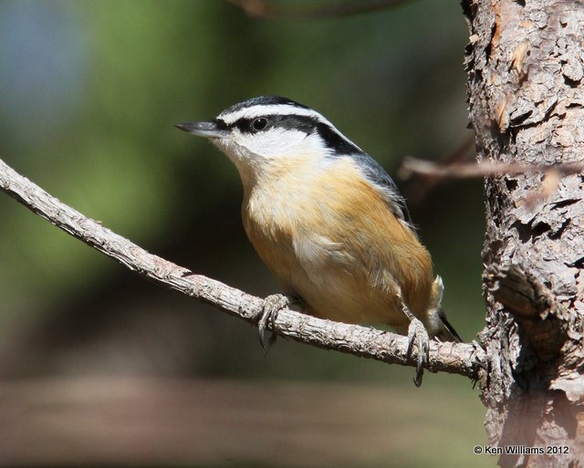 Red-breasted Nuthatch, Walnut SP, Kestone Lake, OK, 11-5-12, Ja_040.jpg