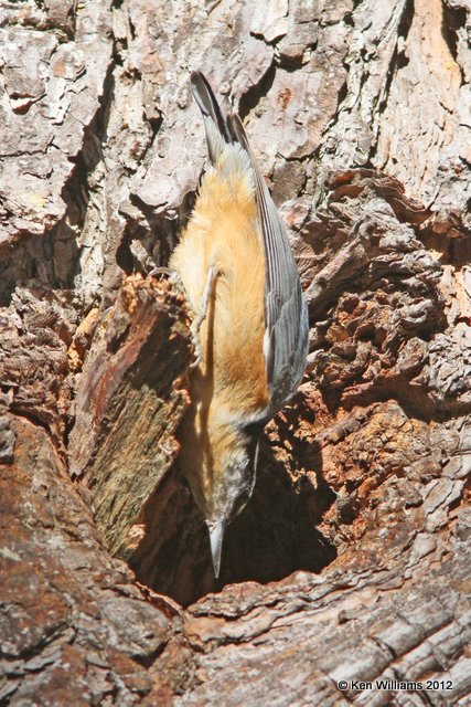 Red-breasted Nuthatch, Walnut SP, Kestone Lake, OK, 11-5-12, Ja_113.jpg