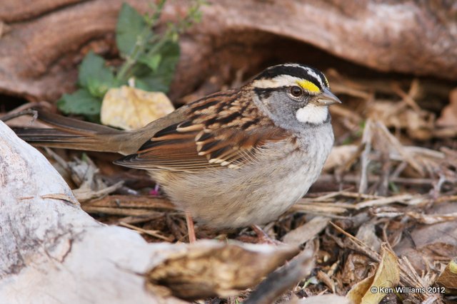 White-throated Sparrow, Owasso yard, Rogers Co, OK, 10-26-12, Ja_000090.jpg