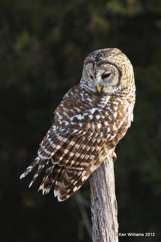 :Barred Owl: