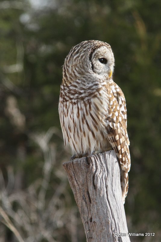 Barred Owl, Sooner Lake, OK, 11-30-12, Ja_001102.jpg