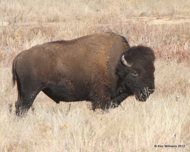 American Bison male, Wichita Mountains NWR, Comanche, OK,               12-17-12, Ja_002329.jpg