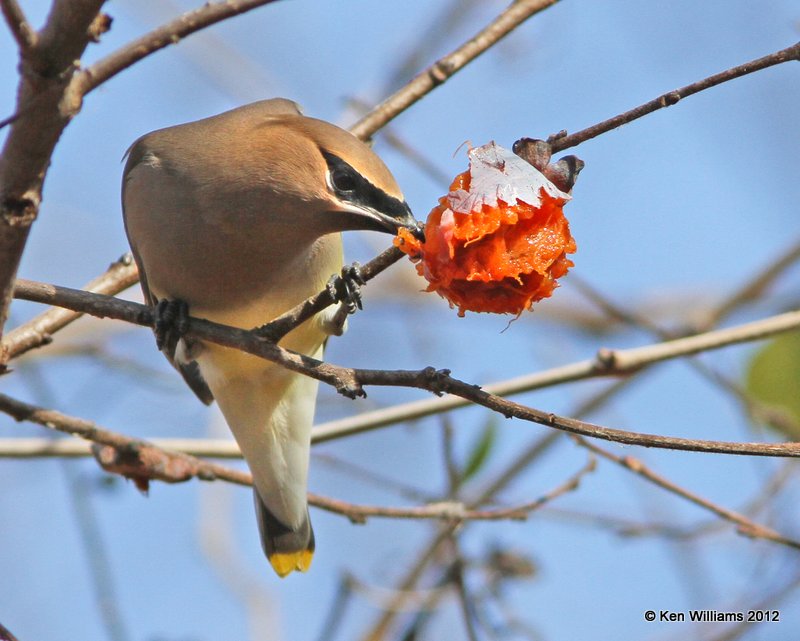 Cedar Waxwing, Mohawk Park, Tulsa Co, OK, 12-5-12, Ja_001372.jpg