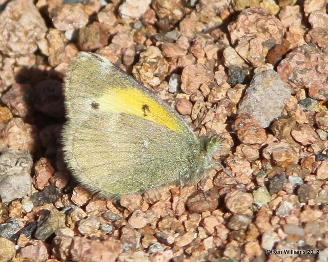 Dainty Sulphur, Wichita Mountains NWR, Comanche, OK, 12-17-12, Ja_002292.jpg