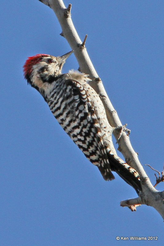 Ladder-backed Woodpecker, west of Wichita Mountains NWR, Comanche, OK, 12-16-12, Ja_22478.jpg