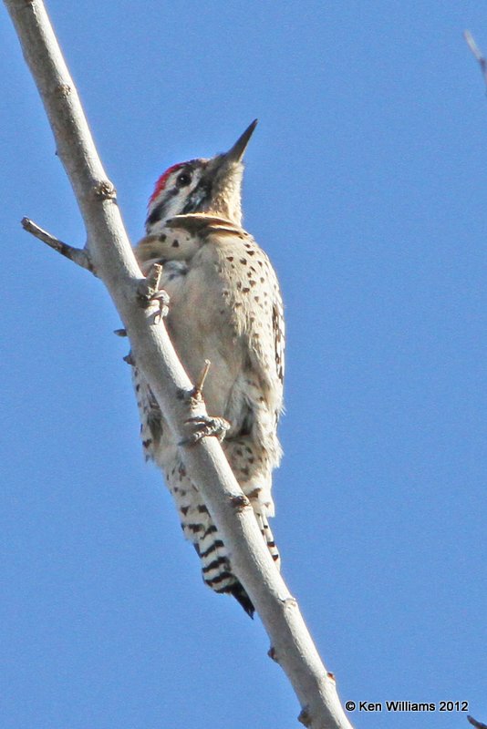 Ladder-backed Woodpecker, west of Wichita Mountains NWR, Comanche, OK, 12-16-12, Ja_22483.jpg