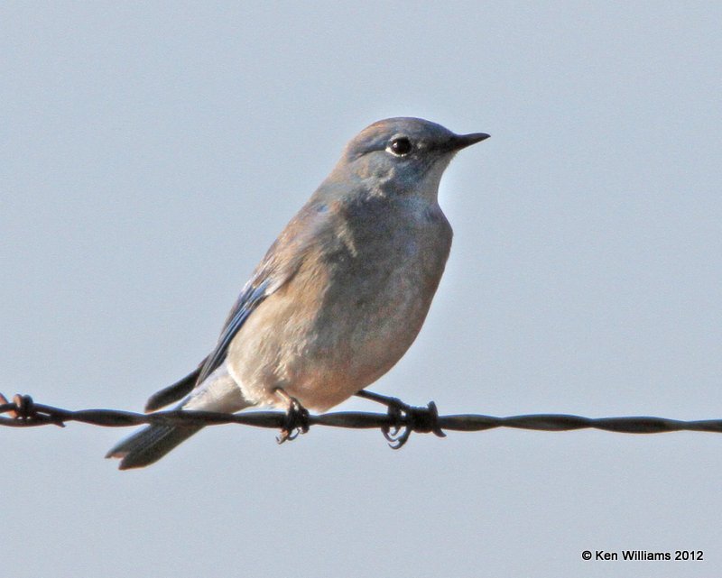 Mountain Bluebird female, Wichita Mountains NWR, Comanche, OK, 12-17-12, Ja_002122.jpg