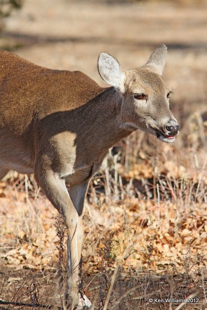 White-tailed Deer, Wichita Mountains NWR, Comanche, OK, 12-16-12, Ja_22417.jpg