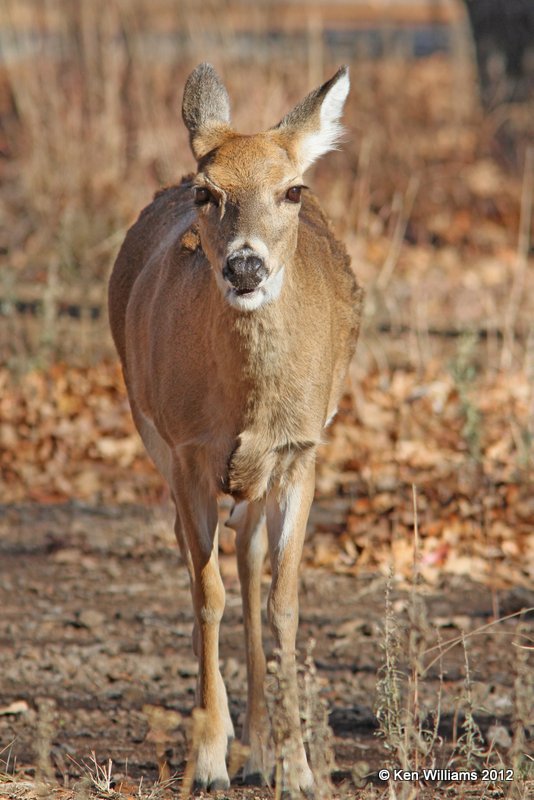 White-tailed Deer, Wichita Mountains NWR, Comanche, OK, 12-16-12, Ja_22419.jpg