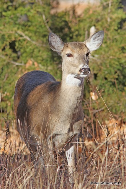 White-tailed Deer, Wichita Mountains NWR, Comanche, OK, 12-16-12, Ja_22426.jpg