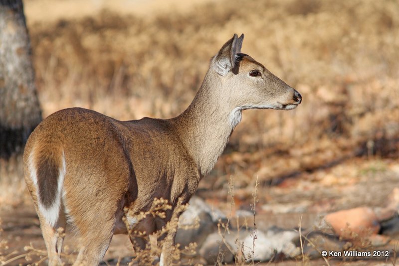 White-tailed Deer, Wichita Mountains NWR, Comanche, OK, 12-16-12, Ja_22428.jpg