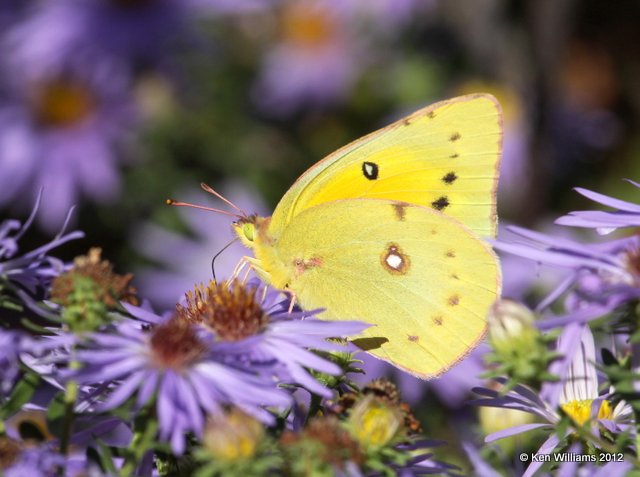 Orange Sulphur, Owasso Backyard, Rogers Co, OK, 8-21-10, Je 9851.jpg