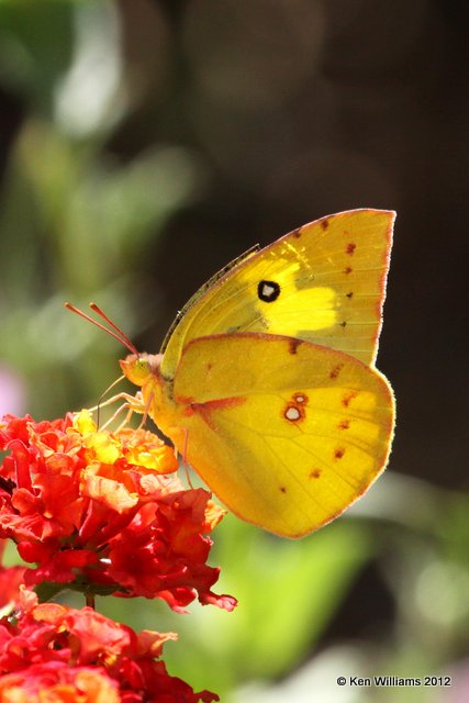 Southern Dogface, Owasso Backyard, Rogers Co, OK, 8-21-10, Je 9834.jpg