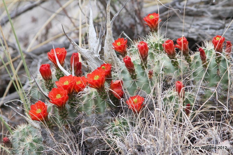 Calariet Cup Cactus, Big Bend NP, TX, 4-19-12, Ja_6869.jpg