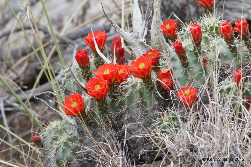 Calariet Cup Cactus, Big Bend NP, TX, 4-19-12, Ja_6870.jpg