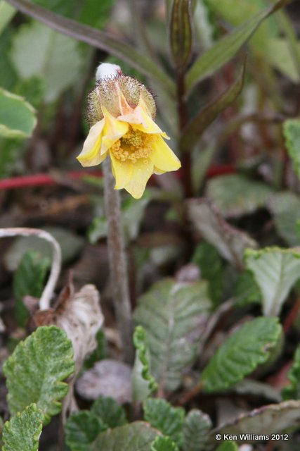 Drummond's mountain-avens, Dryas drummondii, Banff Park, Canada, 6-29-12, Ja_12435.jpg