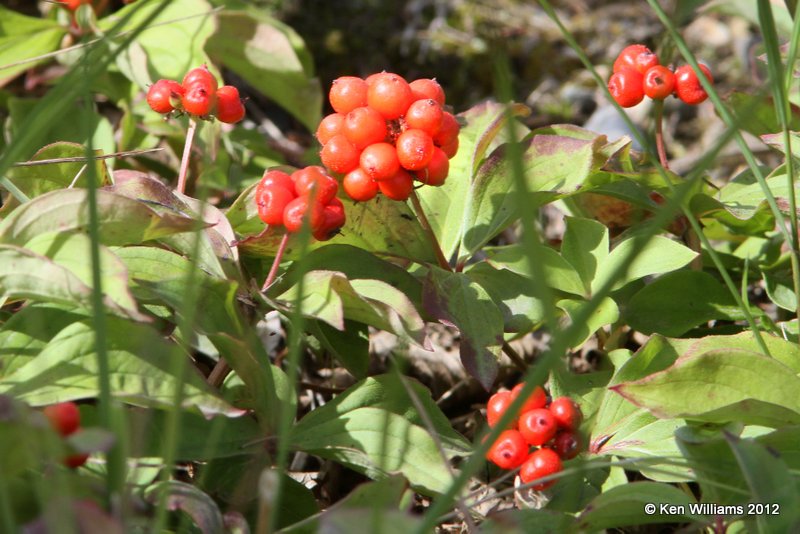 Dwarf Dogwood, Cornus canadensis, North Pole, AK, 7-23-12, Ja_18641.jpg