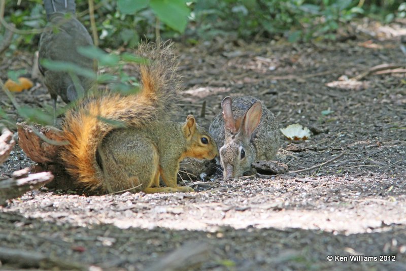 Eastern Fox Squirrel & Eastern Cottontail, Frontera Nature Center, Weslaco TX, 4-24-12, Ja2_335.jpg