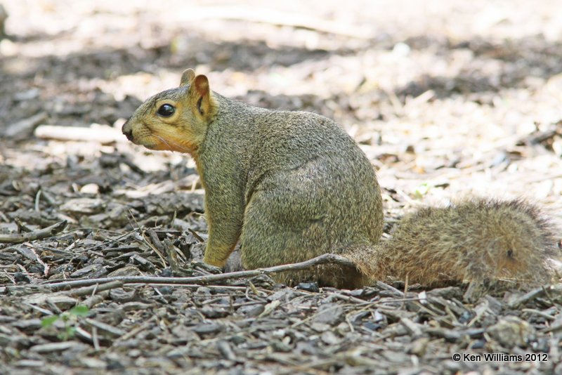 Eastern Fox Squirrel, Frontera Nature Center, Weslaco TX, 4-24-12, Ja_338.jpg