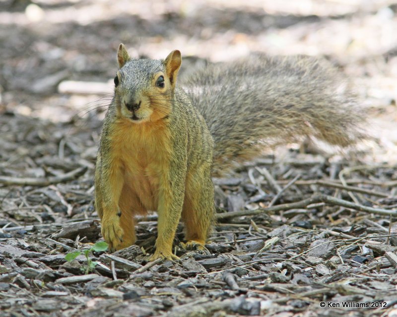 Eastern Fox Squirrel, Frontera Nature Center, Weslaco TX, 4-24-12, Ja_340.jpg
