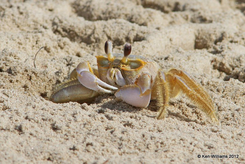 Fiddler Crab, Boco Chica beach, TX, 4-26-12, Ja_10831.jpg