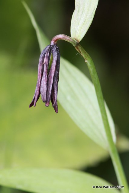 Flower, Hatcher Pass, Palmer, AK, 7-8-12, Ja_15337.jpg