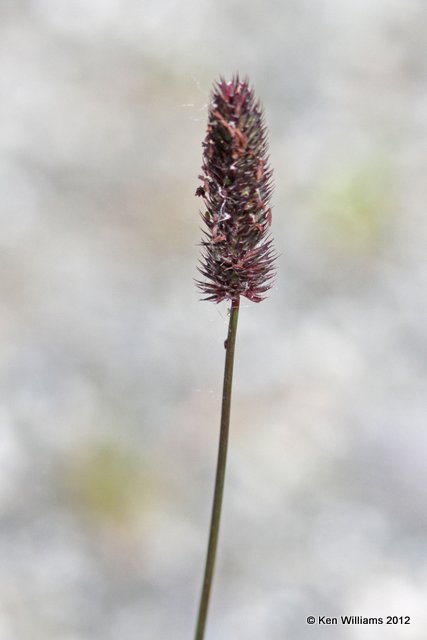 Grass, Hatcher Pass, Palmer, AK, 7-8-12, Ja_15275.jpg