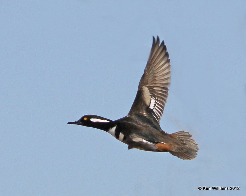 Hooded Merganser male, Hefner Lake, Oklahoma City, OK, 1-3-13, Ja_002937.jpg