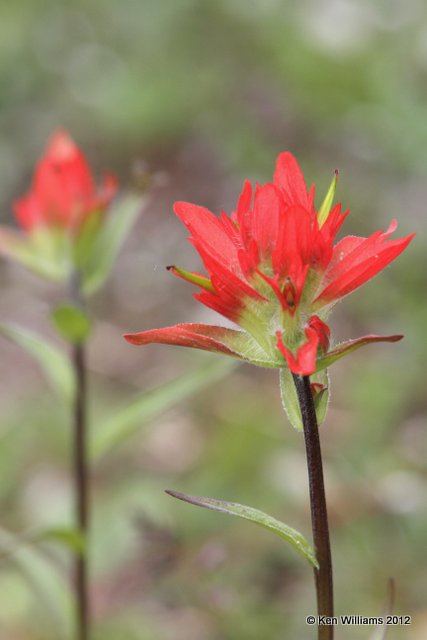 Indian Paint Brush, Banff Park, Canada, 6-29-12, Ja2_12432.jpg