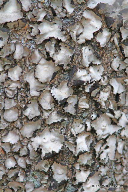 Lichen at Mount Rushmore NP, Custer, SD, 6-27-12, Ja_12216.jpg