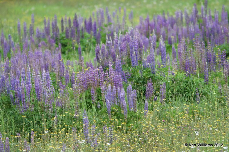 Lupine, W. Jasper, Alberta, Canada, 6-30-12, Ja_12627.jpg