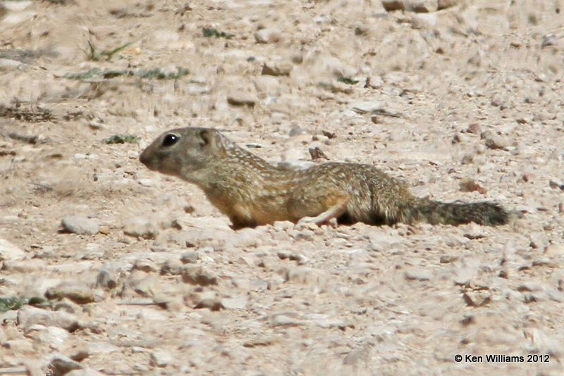 Mexican Ground Squirrel, E. of Marathon, TX, 4-21-12, Ja_7850.jpg