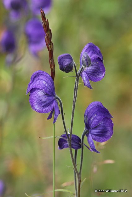 Monkshood, Aconitum delphiniifolium, Denali NP, AK, 7-21-12, Ja_18190.jpg