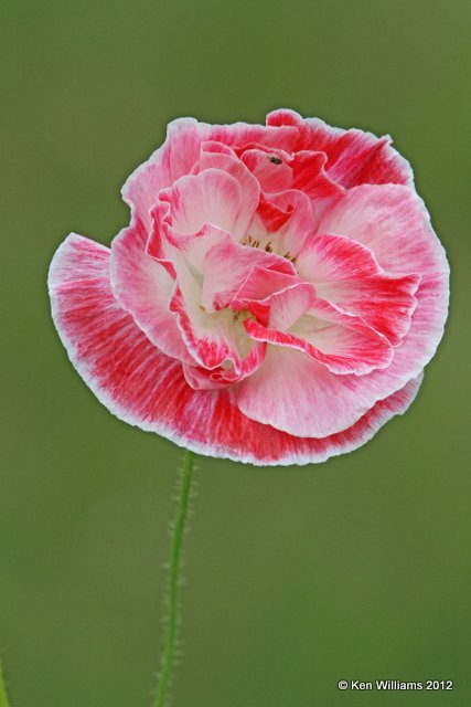 Poppy, Dawson City, Yukon Territory, Canada, 7-4-12, Ja_13853.jpg