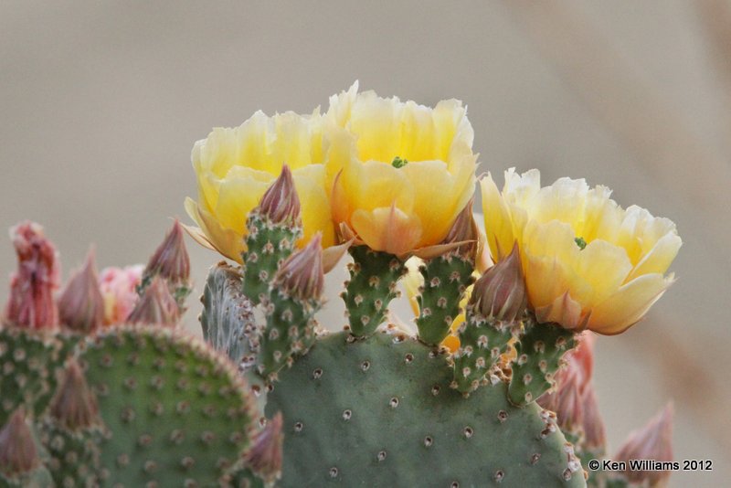 Prickley Pear cactus, Big Bend NP, TX, 4-17-12, Ja_6340.jpg