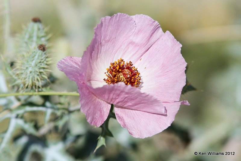 Prickley Poppy, N. of Laredo, TX, 4-21-12, Ja_7977.jpg