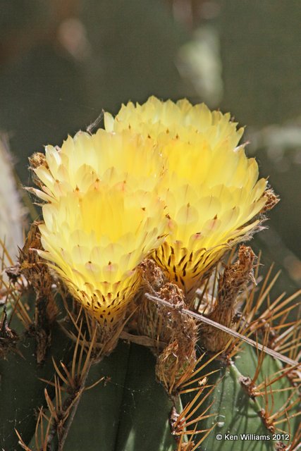 Prickly Pear Cactus, Valley Nature Center, TX, 4-25-12, Ja_10668.jpg