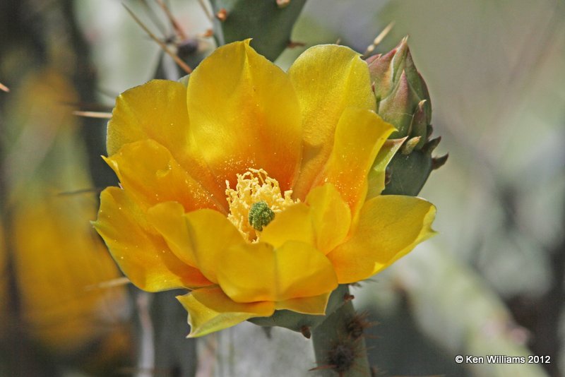 Prickly Pear bloom, E. of Marathon, TX, 4-21-12, Ja_7763.jpg