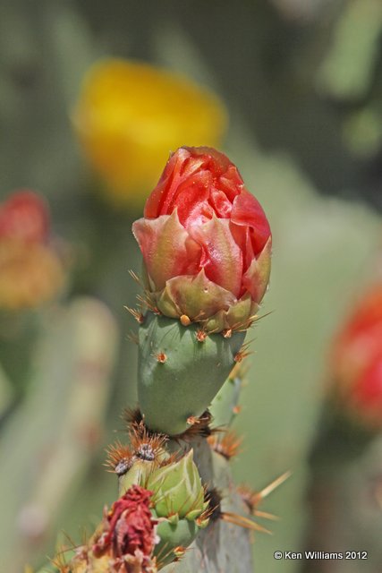 Prickly Pear bloom, E. of Marathon, TX, 4-21-12, Ja_7838.jpg