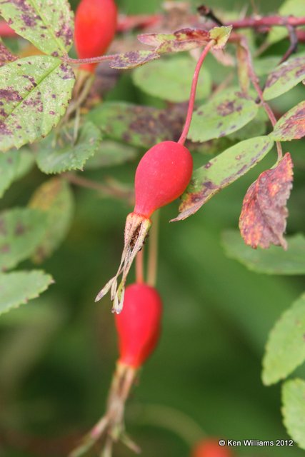 Rose Hips, North Pole, AK, 7-23-12, Ja_18716.jpg