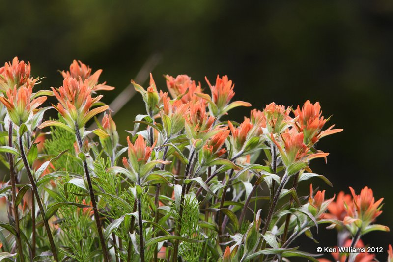 Scarlet Indian paintbrush, Castilleja coccinea, Banff Park, Canada, 6-29-12, Ja_12430.jpg