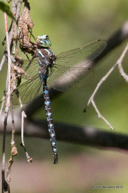 Shadow Darner - Aeshna umbrosa, Durango, CO, 8-23-08, Ra 8081.jpg